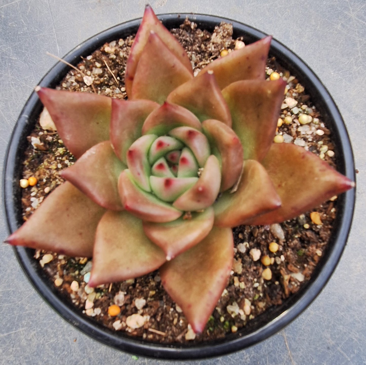 Agavoides Red Spec