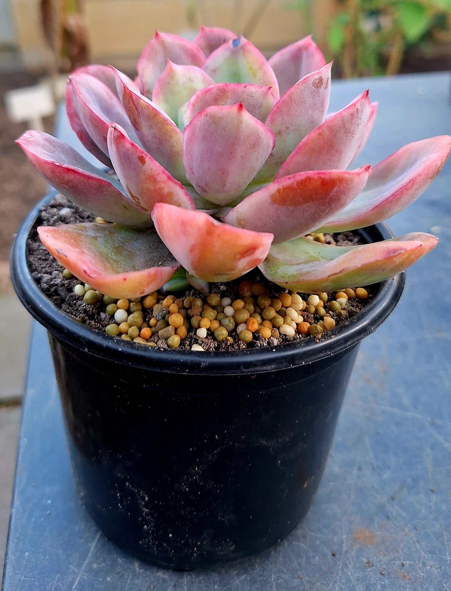 Echeveria Luella | Rare "Broad Leave"