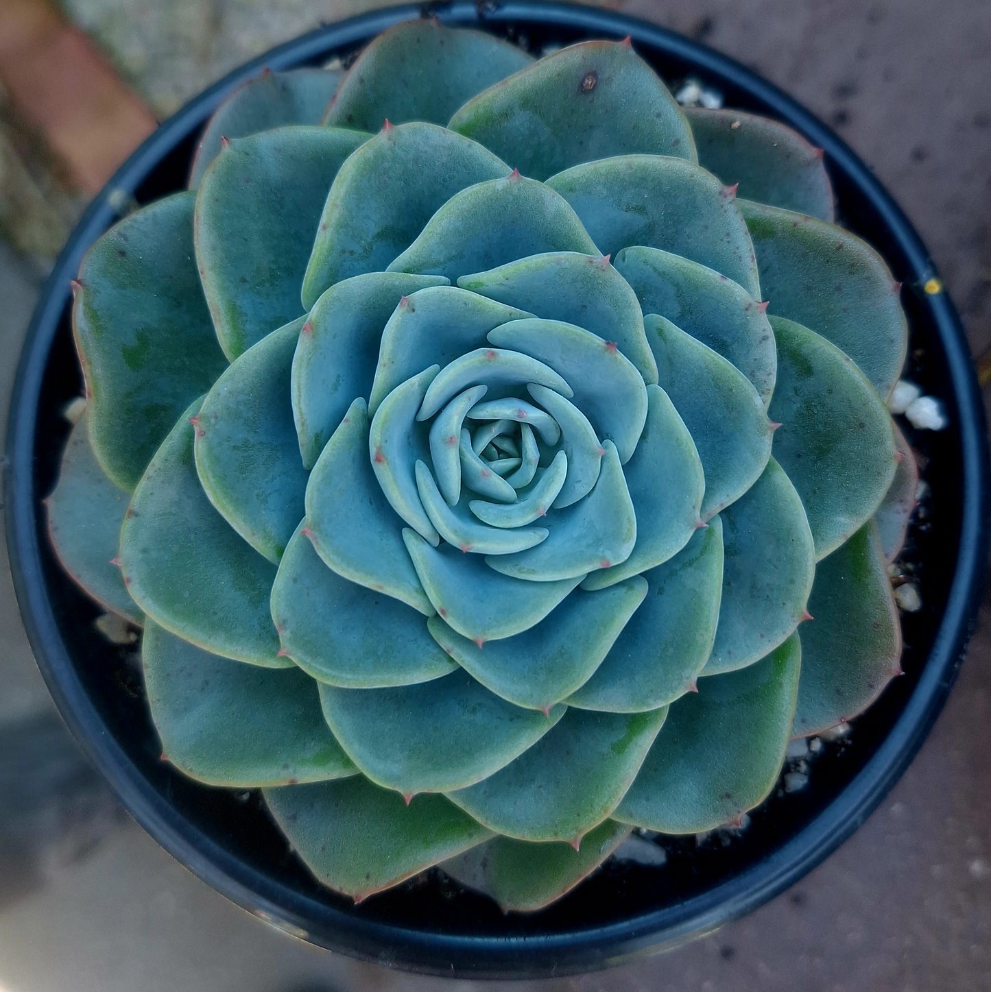 Echeveria Swirl