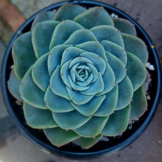 Echeveria Swirl