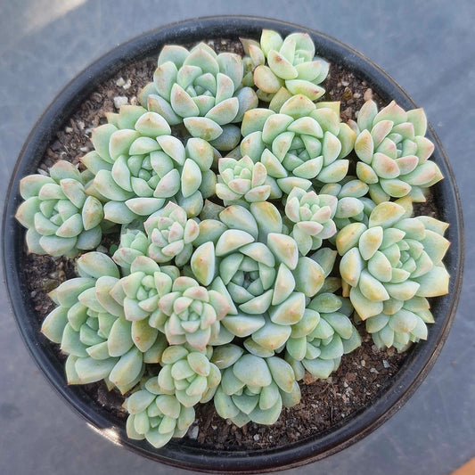 Echeveria Cross Cluster