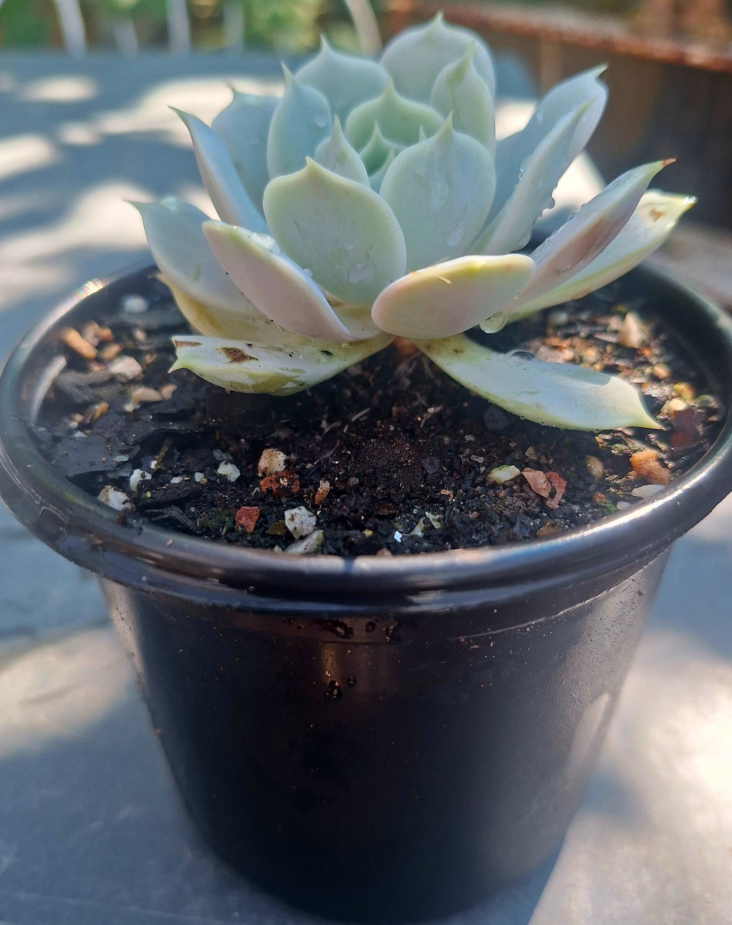 Echeveria Lola