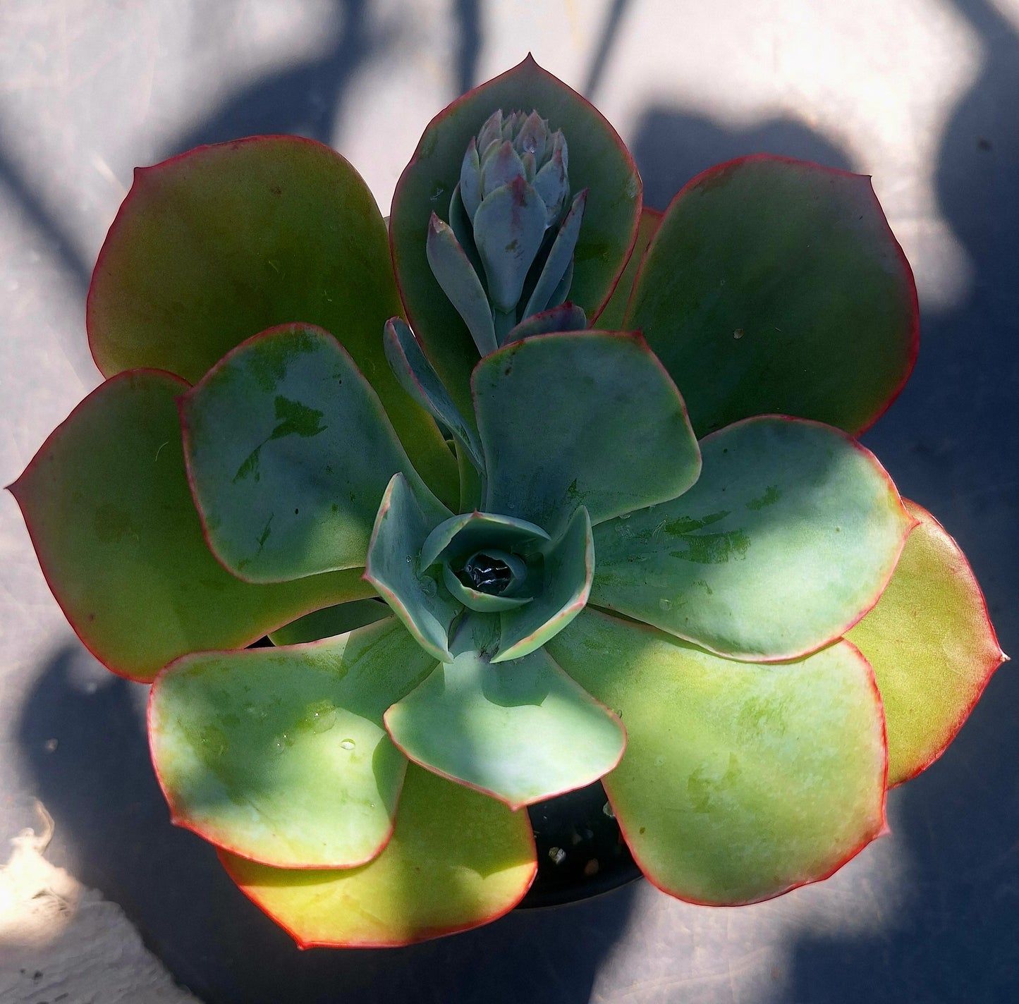 Echeveria Powder Blue