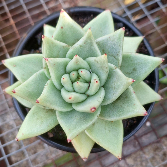 Echeveria Agavoides Pink Tips Hybrid