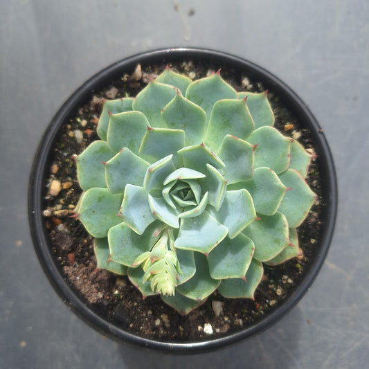 Echeveria Canadian