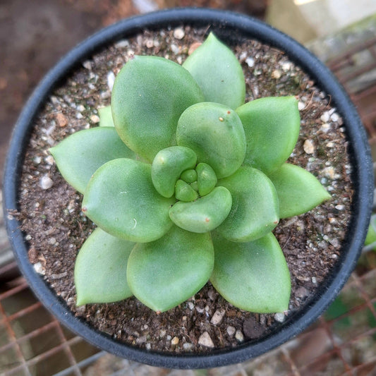 Echeveria Scaphophylla
