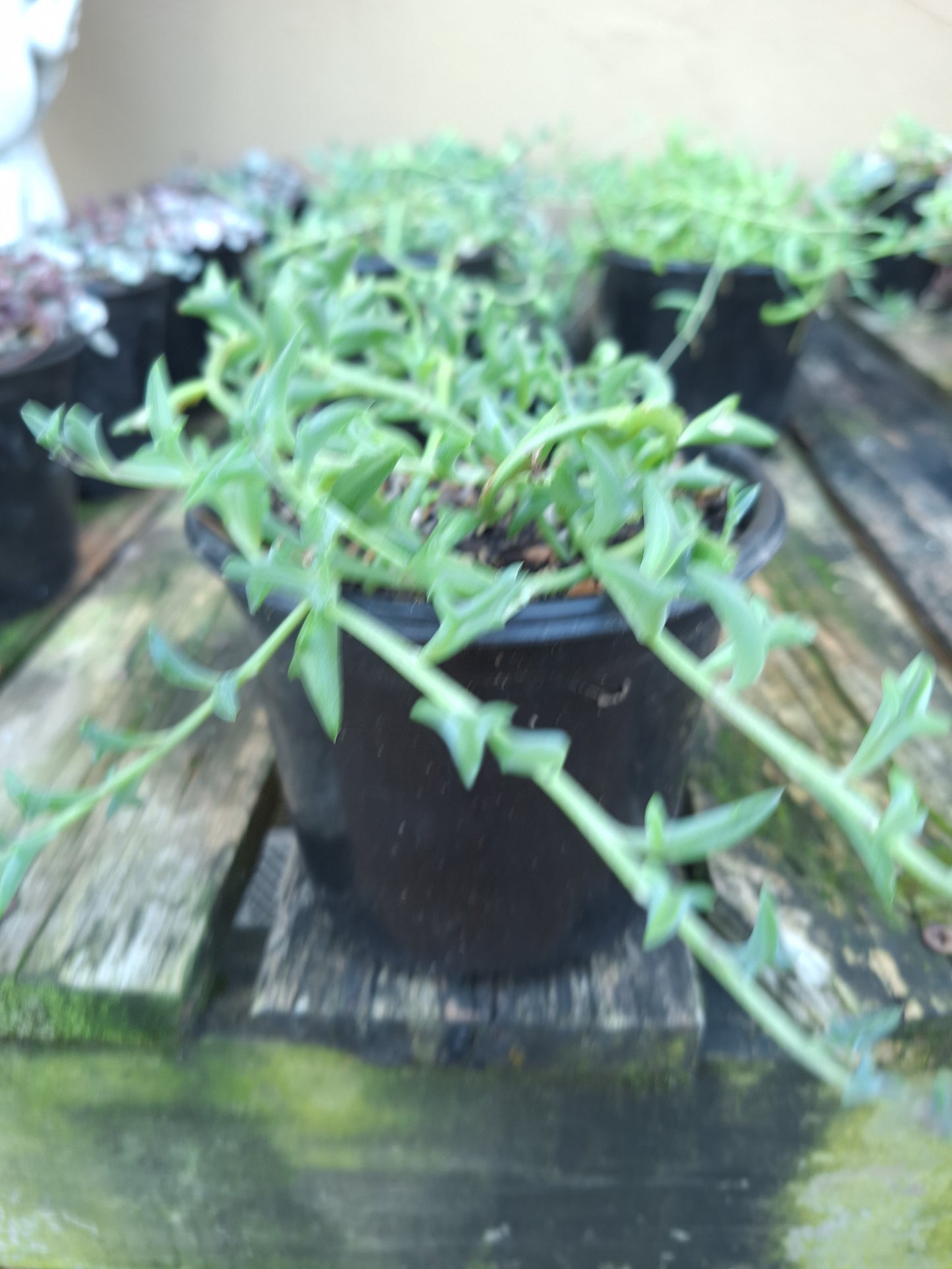 String of Dolphins