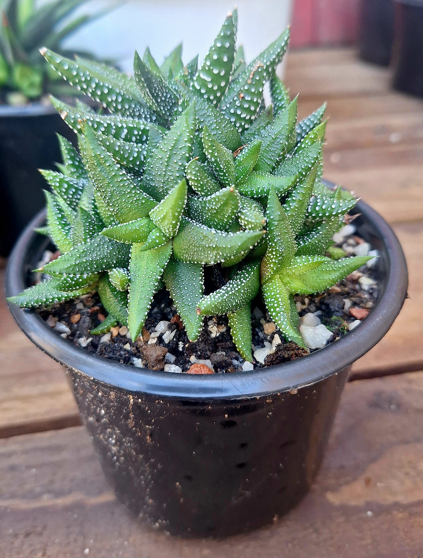 Haworthia Fasciata v. Concolor Cluster