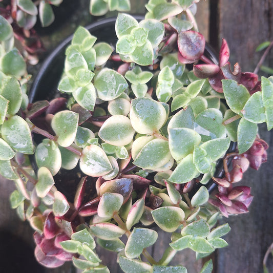 Crassula Pellucida Variegated