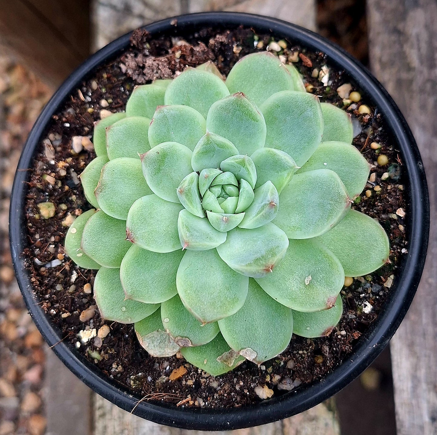 Melgan Hybrid