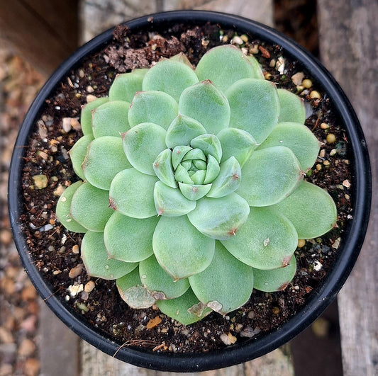 Melgan Hybrid