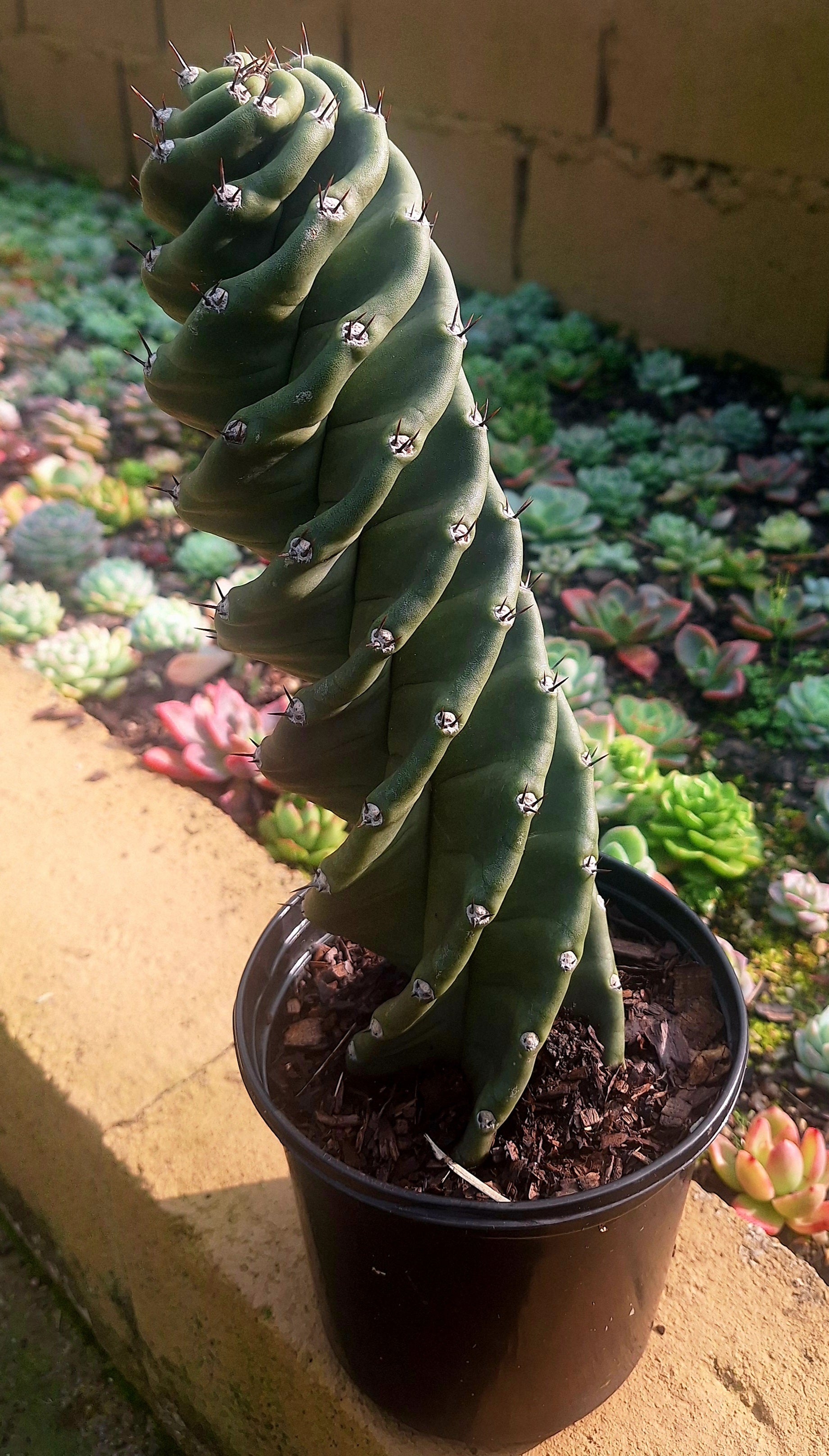 Spiral Cactus Cereus forbesii Spiralis Grade A+ collector specimen – Botanical at Nine
