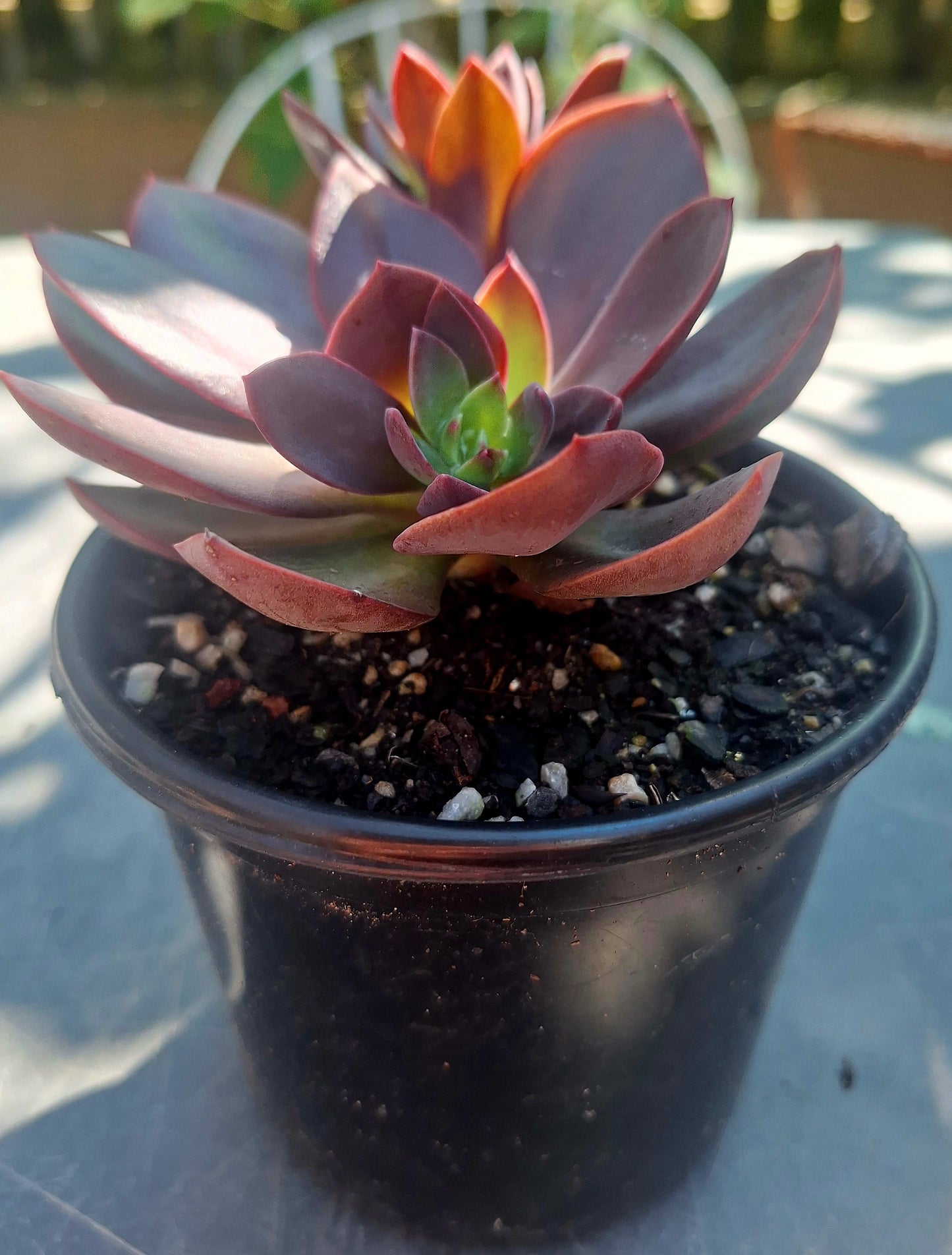 Echeveria Hanakaida | Rare Collectors