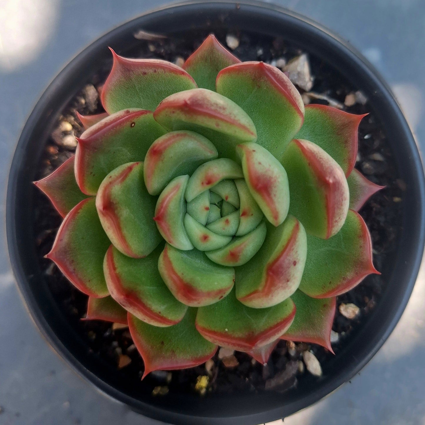 Echeveria Floriana Rare Collector