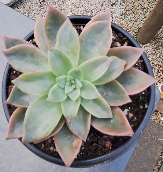 Graptoveria Ghost