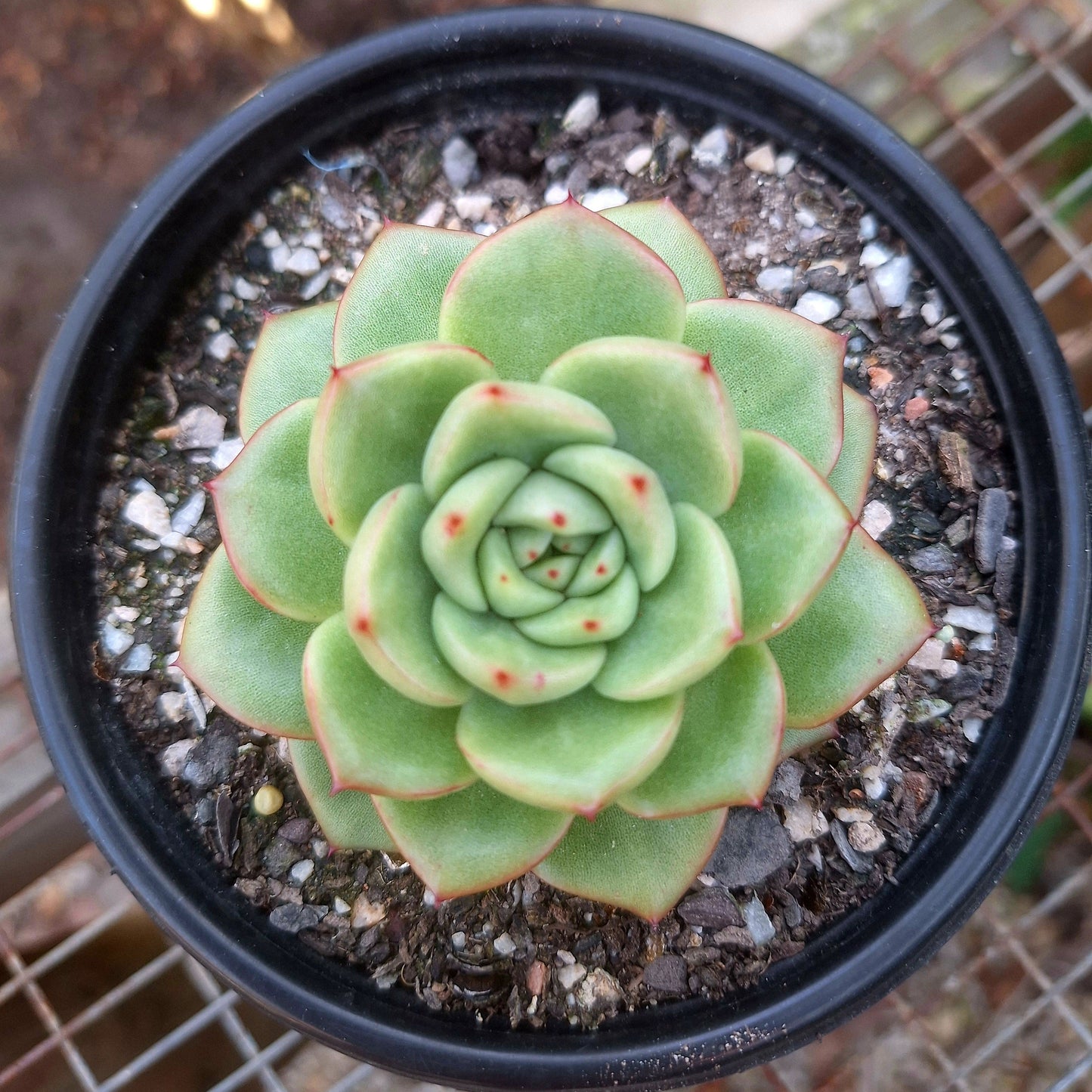 Echeveria Red King