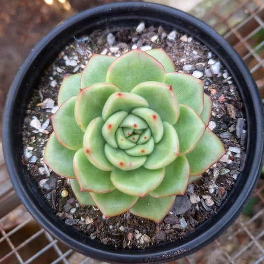 Echeveria Red King
