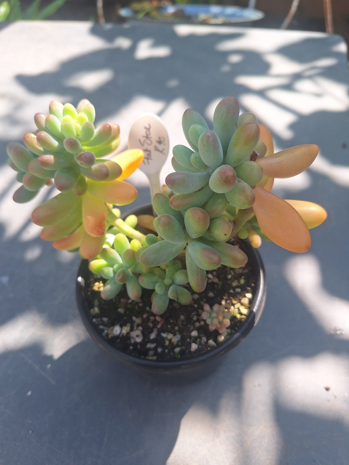 Sedum pachyphyllum ‘Fat Star’ Rare