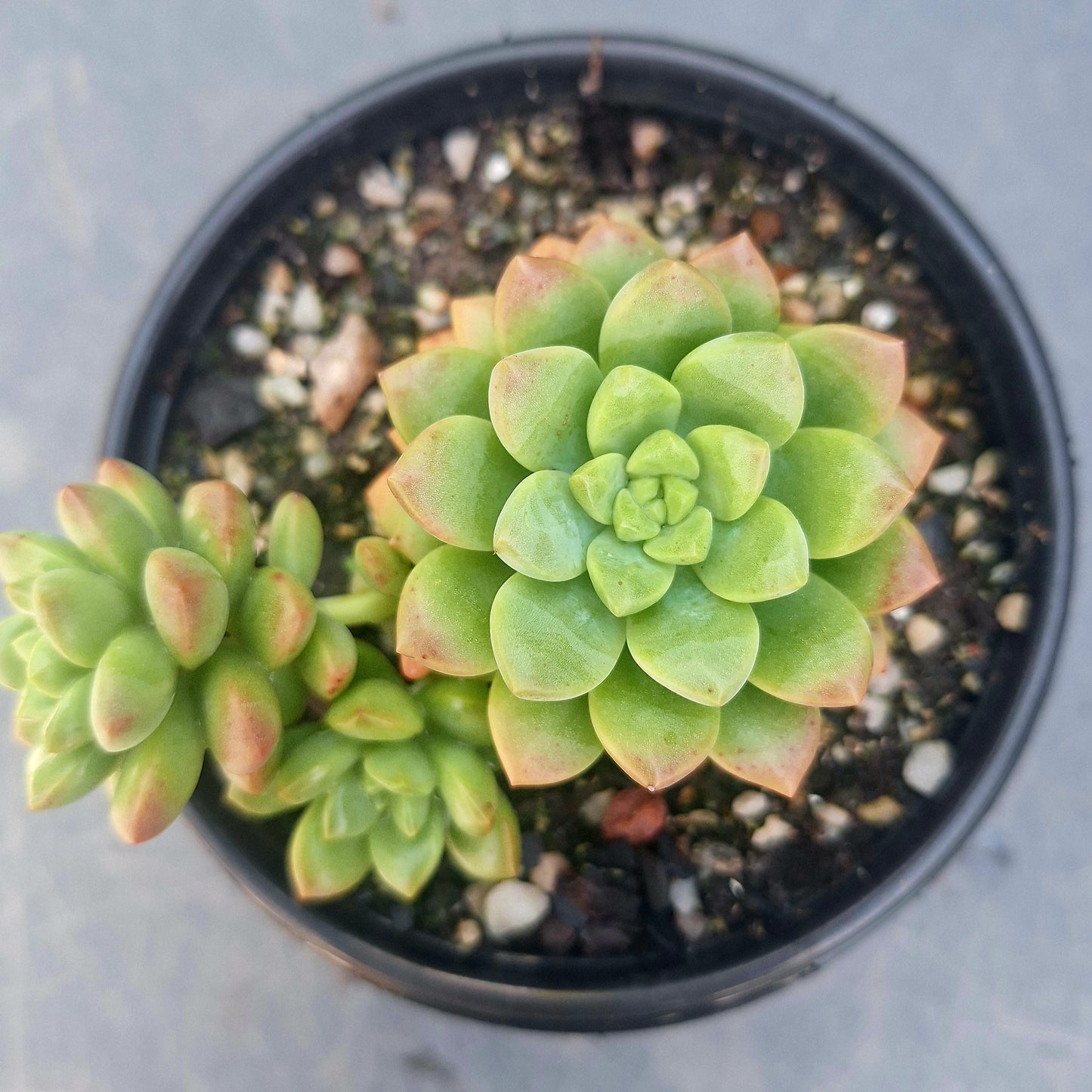 Echeveria Orange Cluster