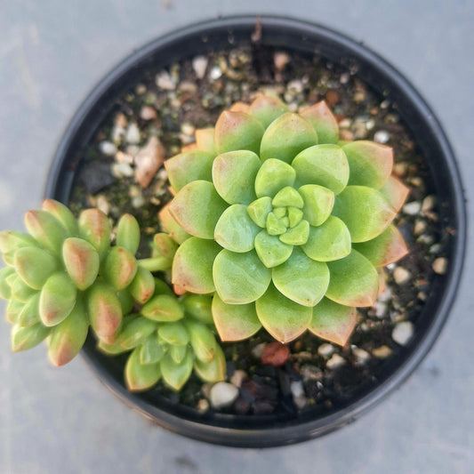 Echeveria Orange Cluster