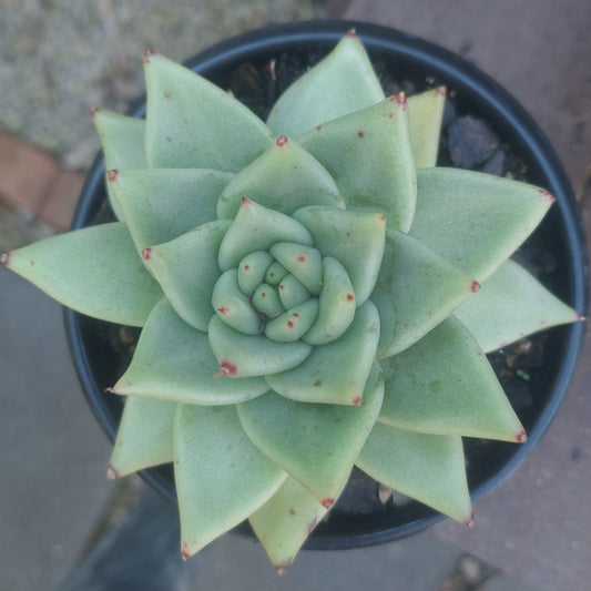 Echeveria Agavoides Green hybrid