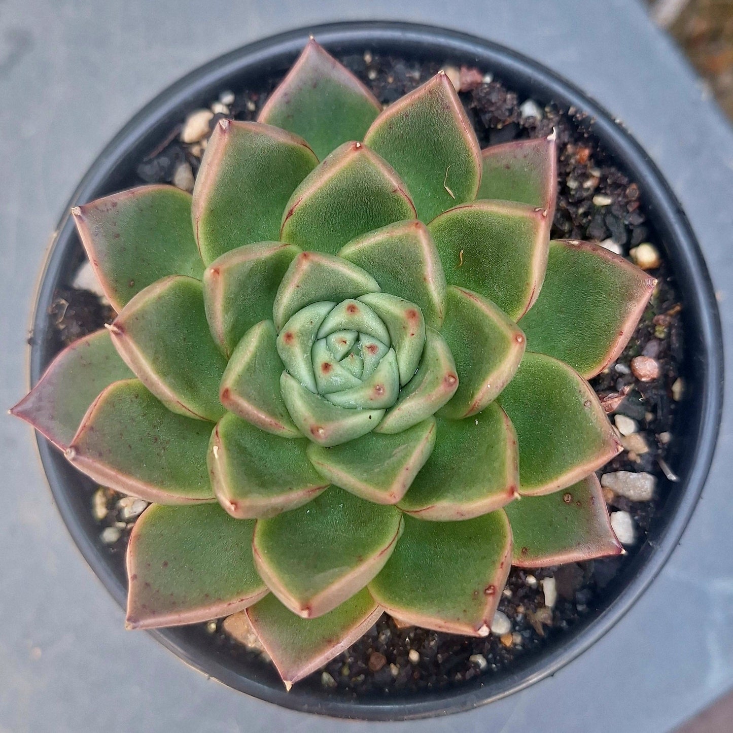 Echeveria Quarts