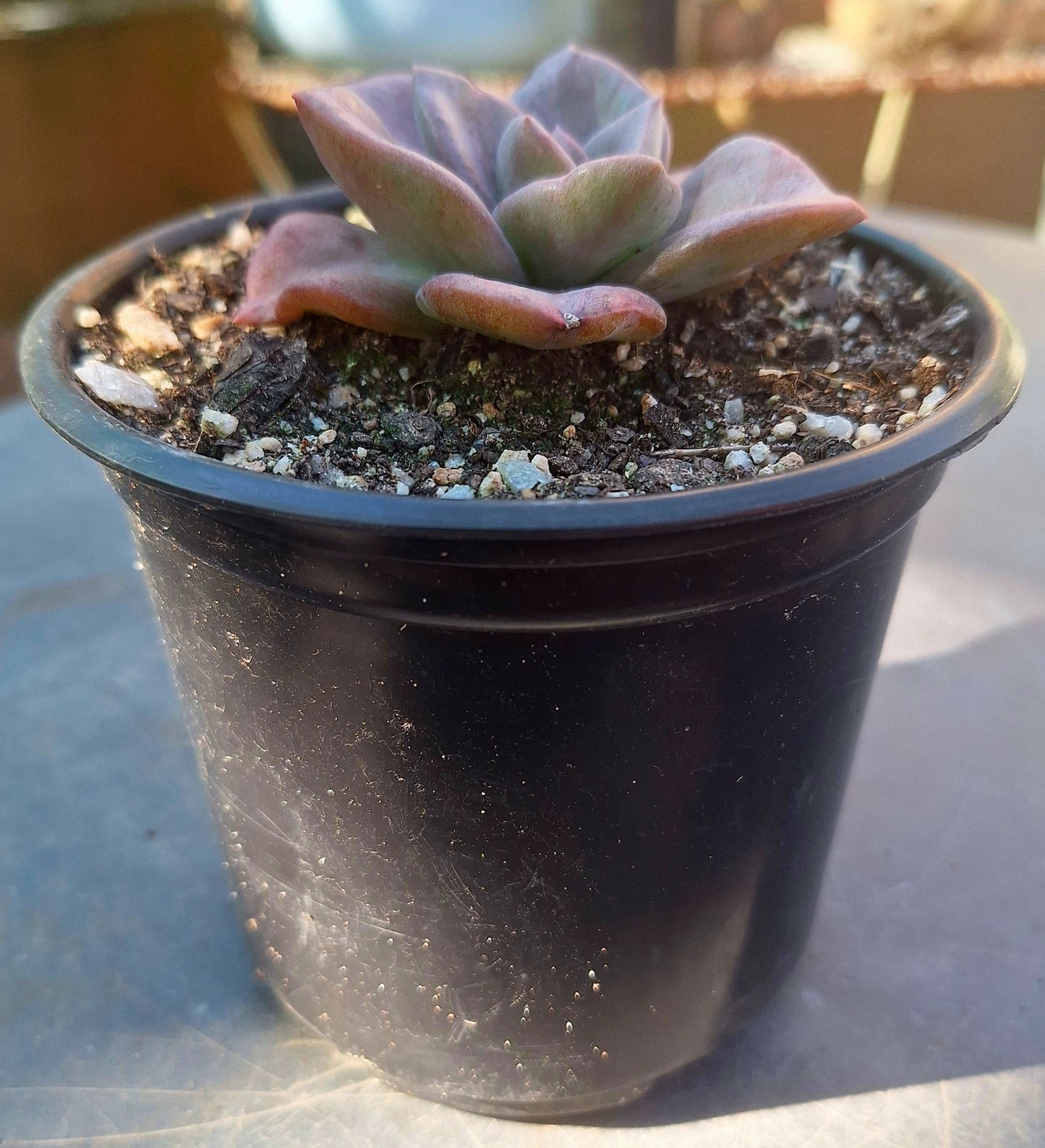 Echeveria Silver Prince Variegated