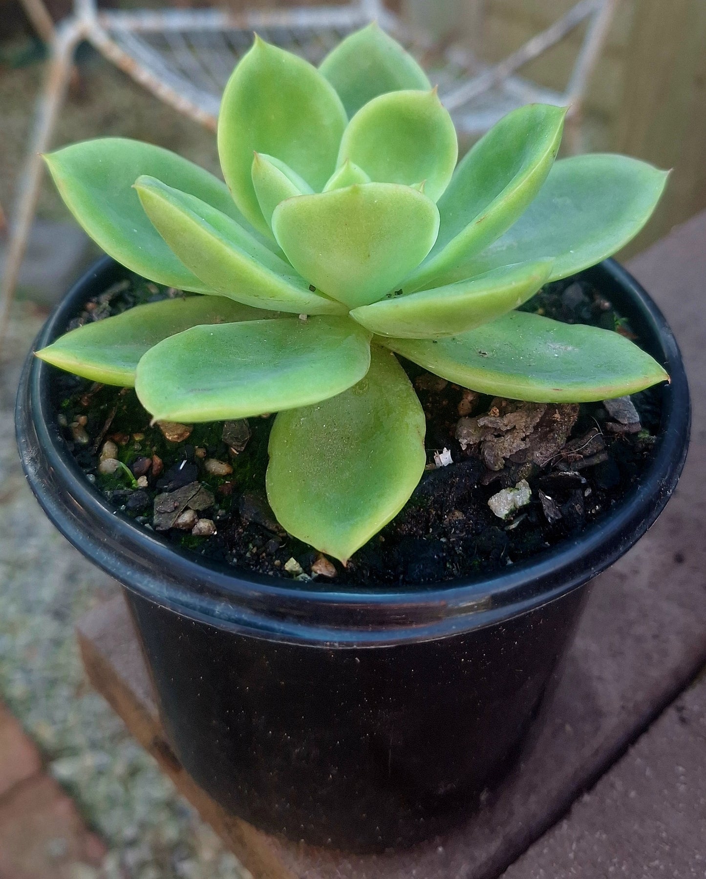 Echeveria Golden Glo