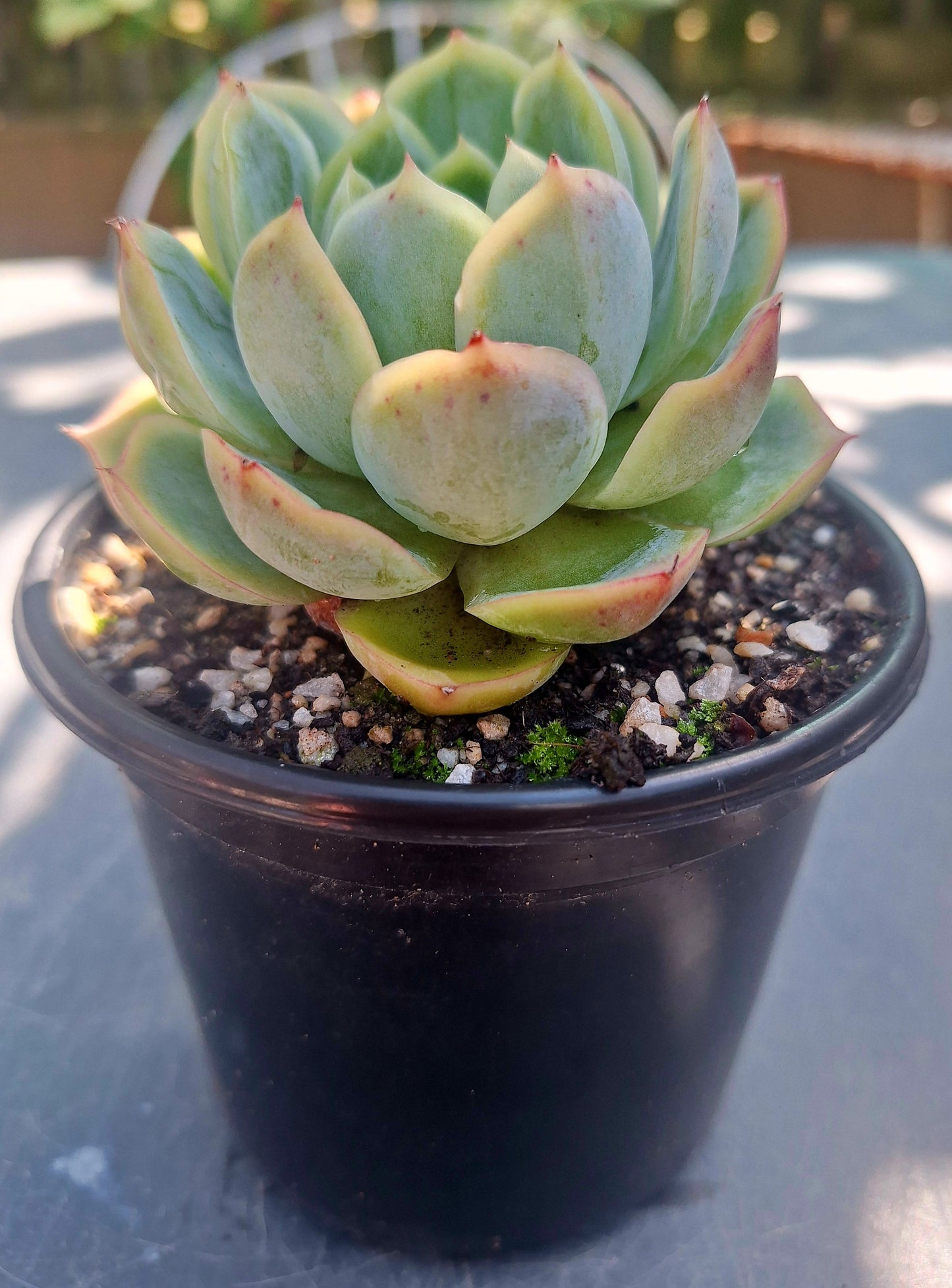 Echeveria Silhouette