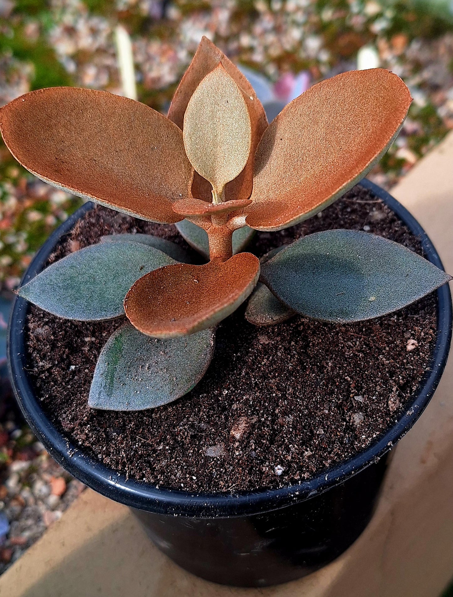 Kalanchoe Copperspoon