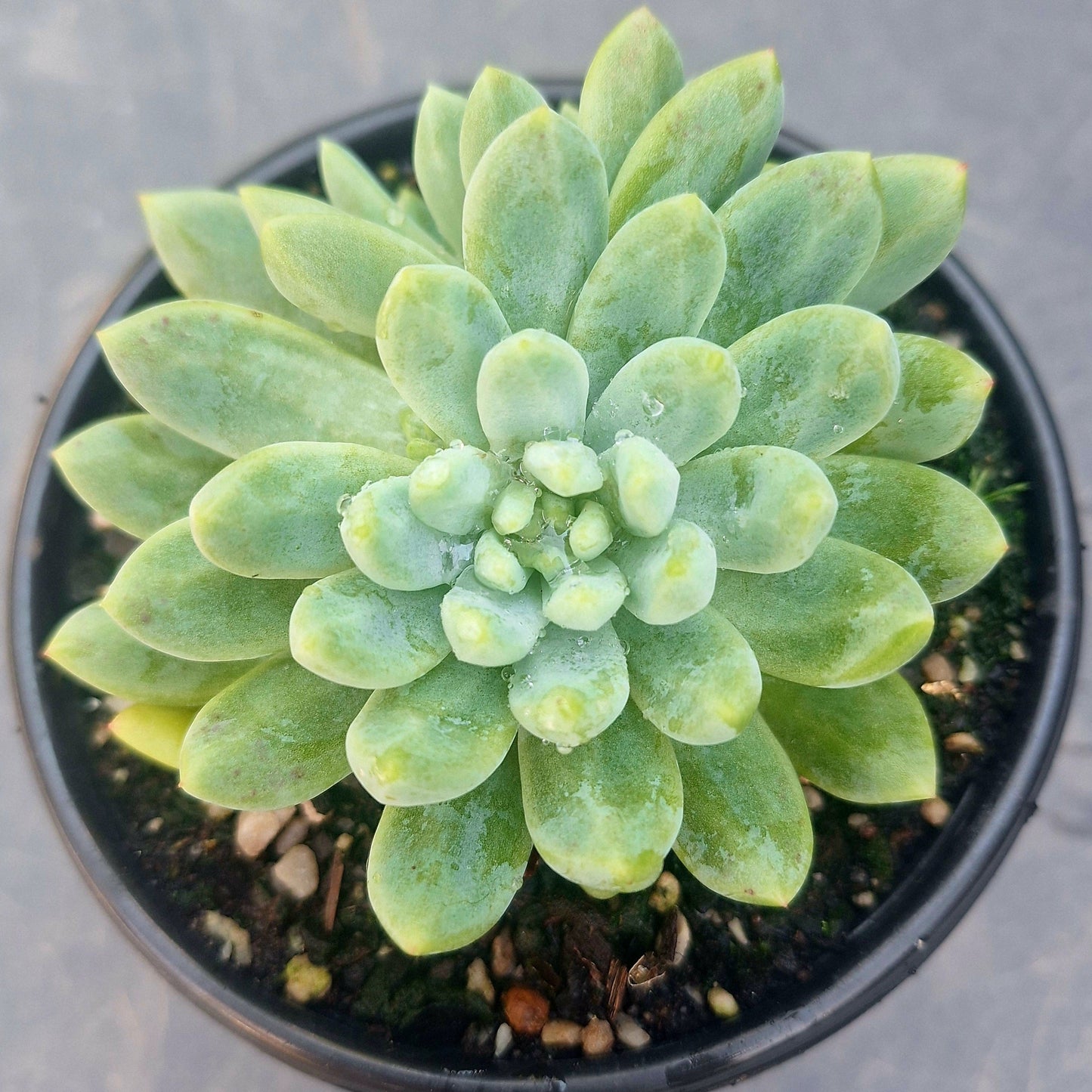 Sedum ‘Blue Elf’