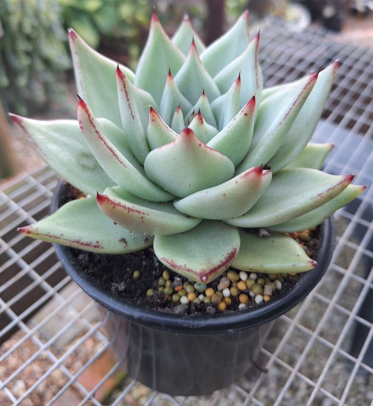 Echeveria Agavoides White Wax