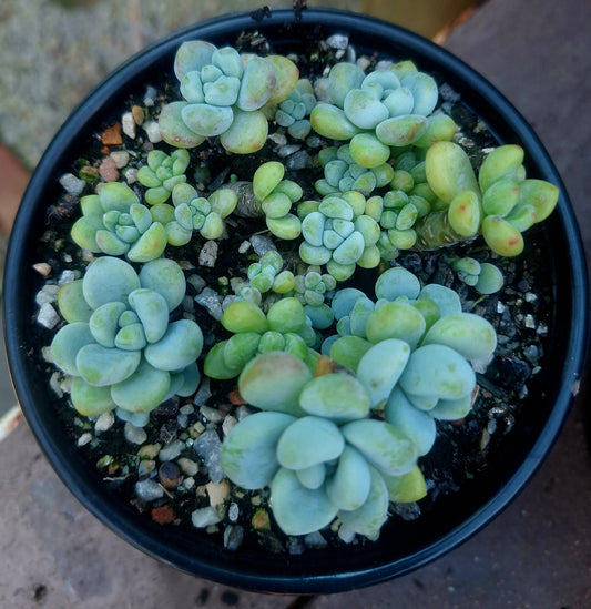 Sedum Clavatum Fickle Prickles Cluster