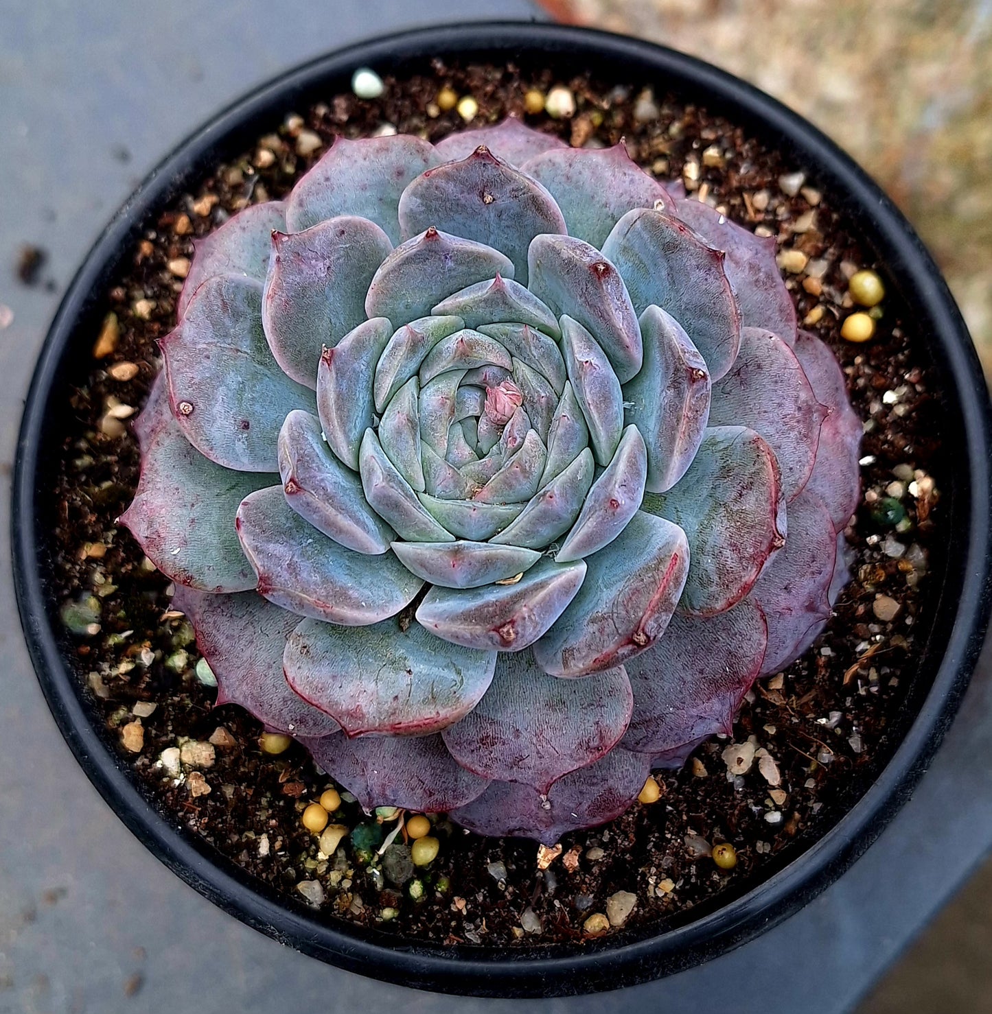 Poseidon