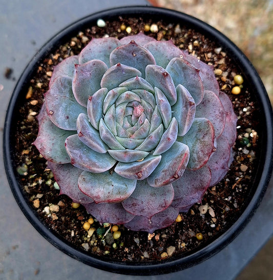 Poseidon