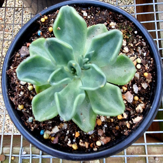 Setosa Oteroii