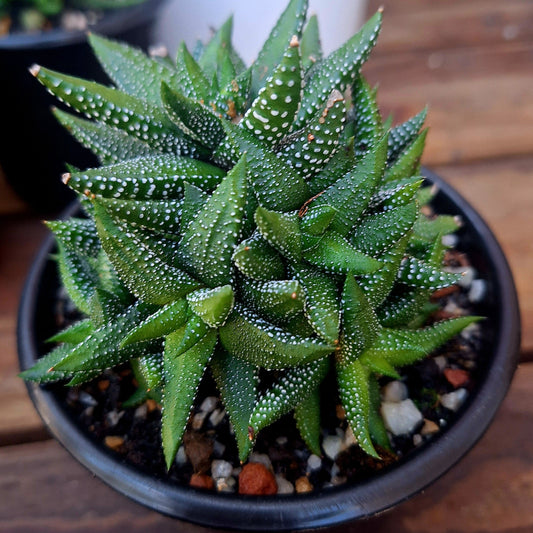 Haworthia Fasciata v. Concolor Cluster
