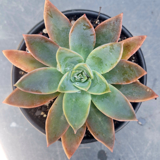Graptoveria Ghost