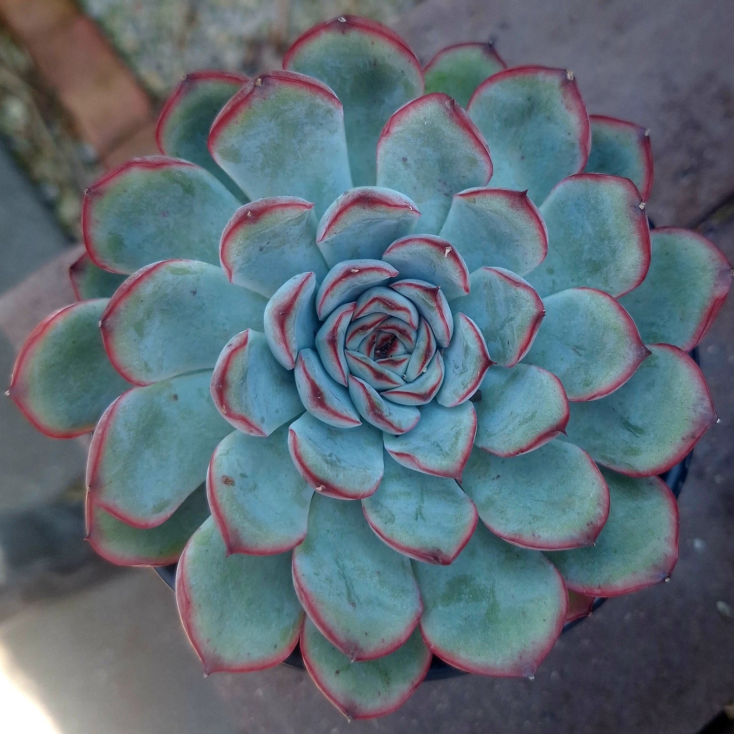 Echeveria Lotus