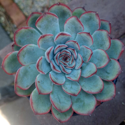 Echeveria Lotus