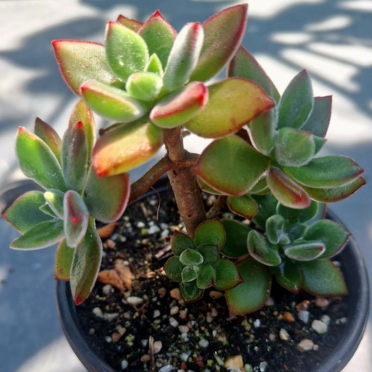 Echeveria Harmsii Red velvet Cluster