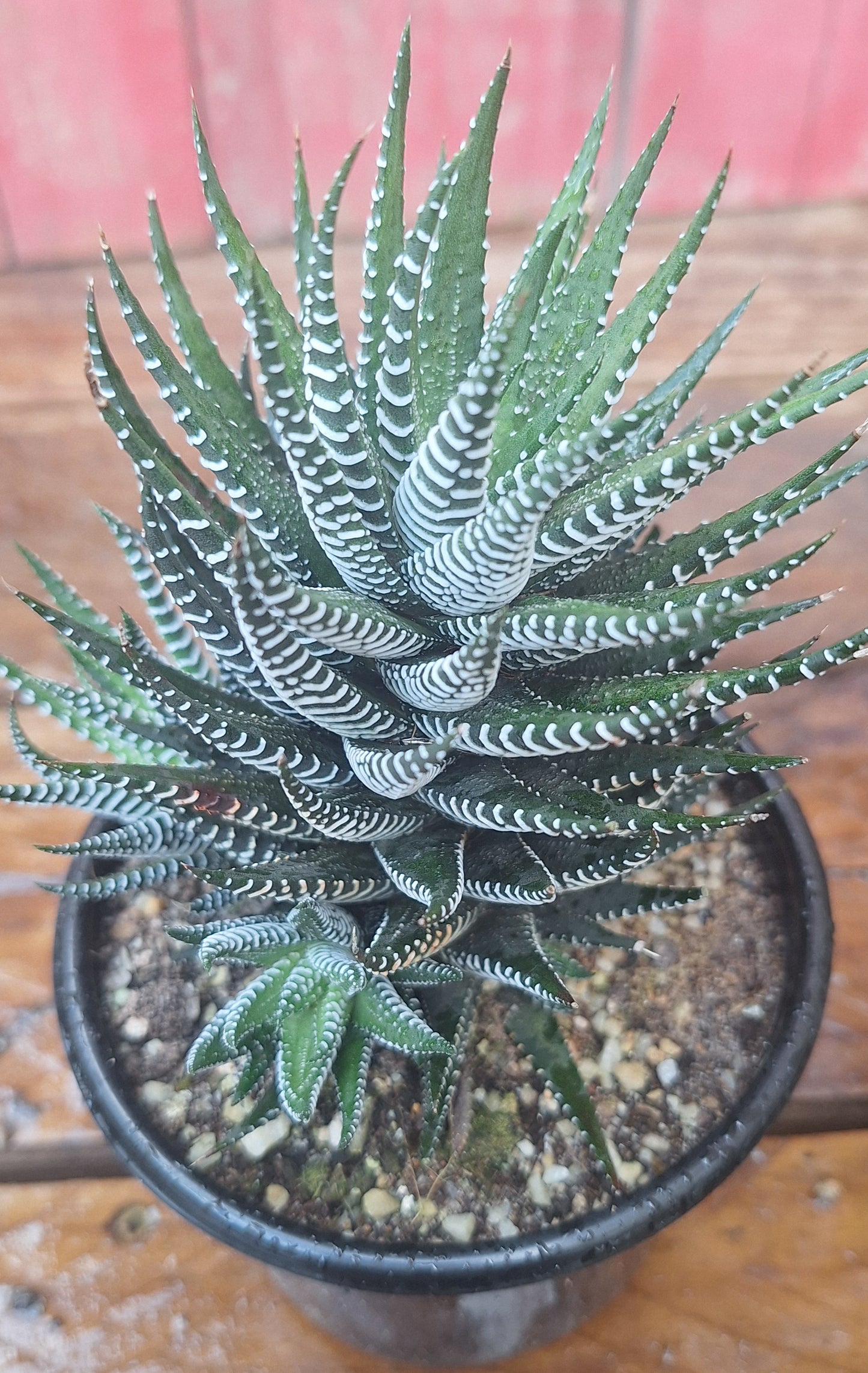 Zebra Haworthia | Haworthiopsis attenuata