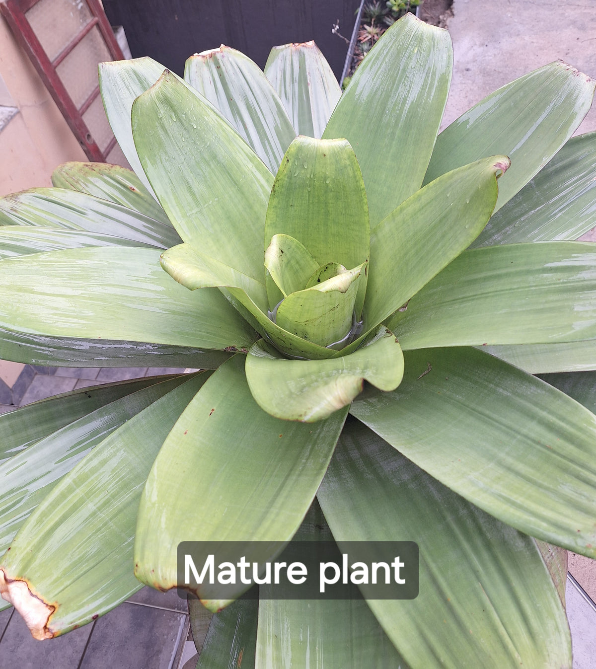Mature Alcantarea imperialis Imperial Bromeliad grown in bright sun,  Botanical at Nine
