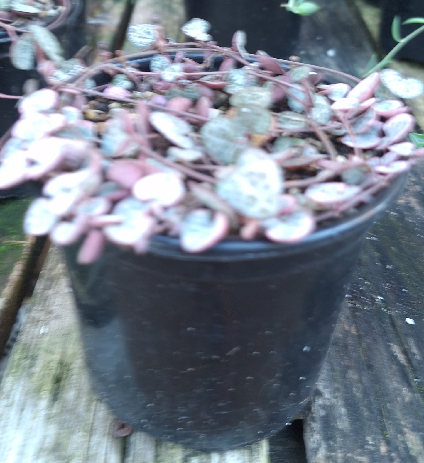 String of Hearts Variegated