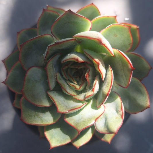 Echeveria Polidonis
