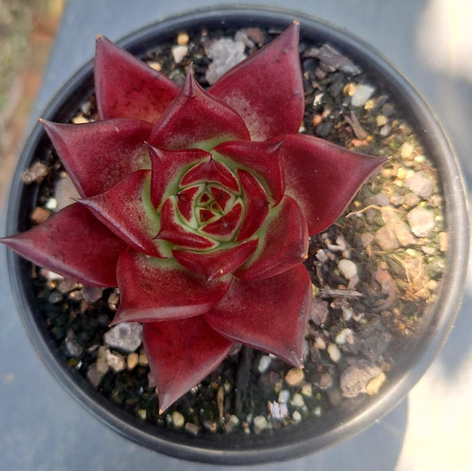 Echeveria Agavoides Romeo Rubin
