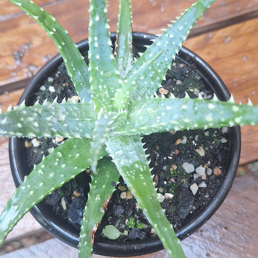 Snowflake Aloe | Aloe rauhii