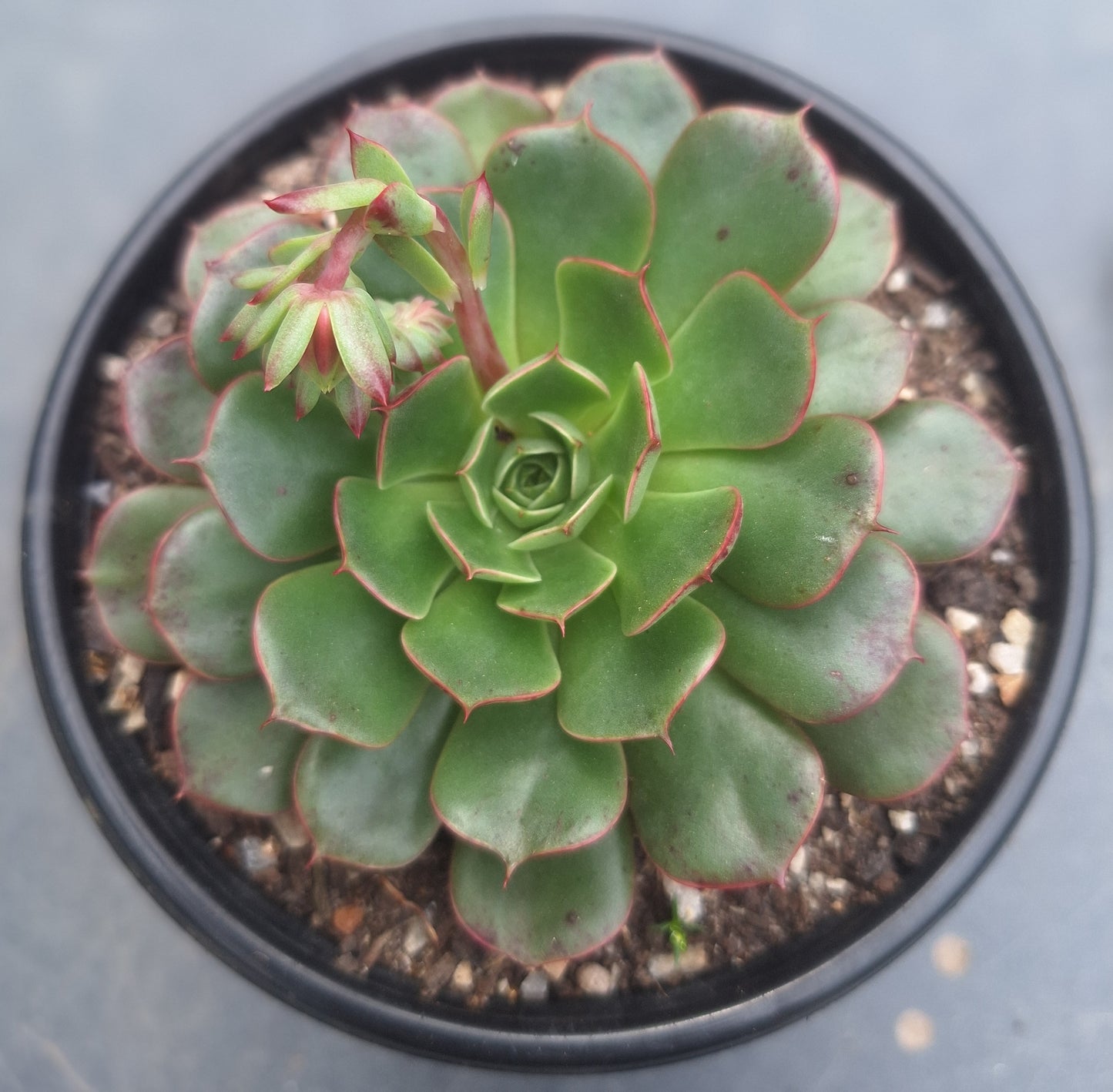Echeveria Yangyin | Rare Collectors